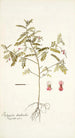 Indigofera dendroides - Nikolaus Joseph Freiherr von Jacquin — visning af kunstværket