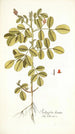 Indigofera hirsuta - Nikolaus Joseph Freiherr von Jacquin — visning af kunstværket