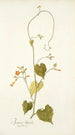 Ipomoea luteola - Nikolaus Joseph Freiherr von Jacquin — visning af kunstværket