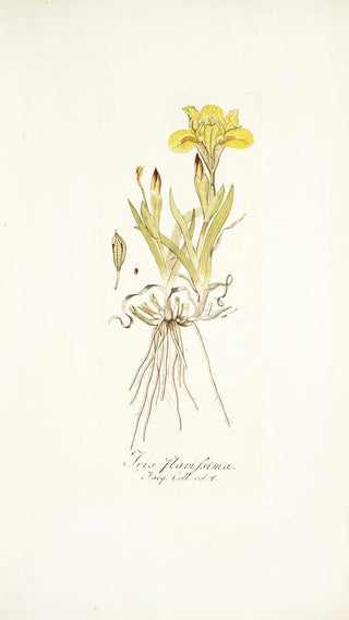 Nikolaus Joseph Freiherr von Jacquin - Iris flavissima.webp