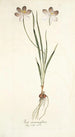 Ixia aneaionaeflora - Nikolaus Joseph Freiherr von Jacquin — visning af kunstværket