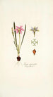 Ixia cruciata - Nikolaus Joseph Freiherr von Jacquin — visning af kunstværket