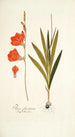 Ixia fenestrata - Nikolaus Joseph Freiherr von Jacquin — visning af kunstværket