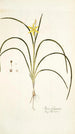 Ixia fragrans - Nikolaus Joseph Freiherr von Jacquin — visning af kunstværket