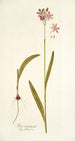 Ixia incarnata - Nikolaus Joseph Freiherr von Jacquin — visning af kunstværket