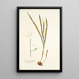 Nikolaus Joseph Freiherr von Jacquin - Ixia leucantha.webp