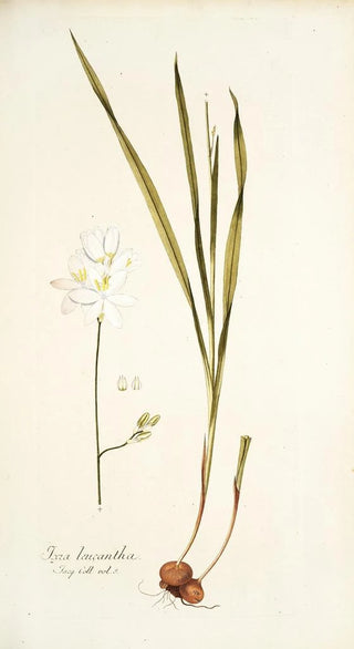 Nikolaus Joseph Freiherr von Jacquin - Ixia leucantha.webp