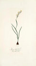 Ixia linearis - Nikolaus Joseph Freiherr von Jacquin — visning af kunstværket