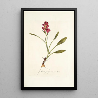 Nikolaus Joseph Freiherr von Jacquin - Ixia purpurea varietas.webp