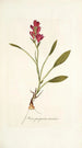 Ixia purpurea varietas - Nikolaus Joseph Freiherr von Jacquin — visning af kunstværket