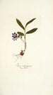 Ixia rubrocyanea - Nikolaus Joseph Freiherr von Jacquin — visning af kunstværket