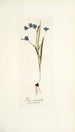 Ixia secunda - Nikolaus Joseph Freiherr von Jacquin — visning af kunstværket