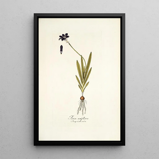 Nikolaus Joseph Freiherr von Jacquin - Ixia uniflora.webp