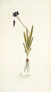 Ixia uniflora - Nikolaus Joseph Freiherr von Jacquin — visning af kunstværket