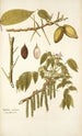 Juglans cinerea - Nikolaus Joseph Freiherr von Jacquin — visning af kunstværket