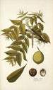 Juglans nigra - Nikolaus Joseph Freiherr von Jacquin — visning af kunstværket