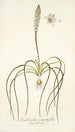 Lachenalia angustifolia - Nikolaus Joseph Freiherr von Jacquin — visning af kunstværket