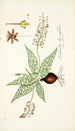 Lachenalia lanceaefolia - Nikolaus Joseph Freiherr von Jacquin — visning af kunstværket