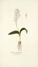 Lachenalia liliflora - Nikolaus Joseph Freiherr von Jacquin — visning af kunstværket