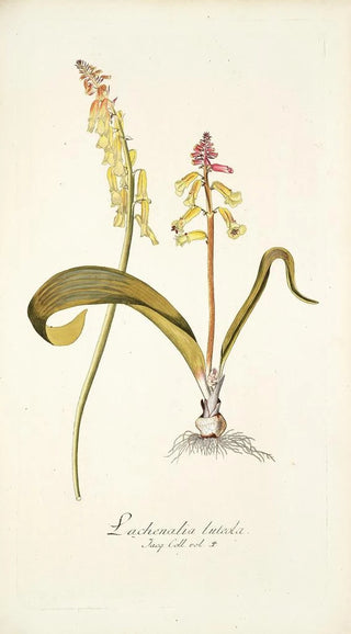 Nikolaus Joseph Freiherr von Jacquin - Lachenalia luteola.webp