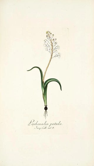 Nikolaus Joseph Freiherr von Jacquin - Lachenalia patula.webp