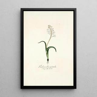 Nikolaus Joseph Freiherr von Jacquin - Lachenalia patula.webp