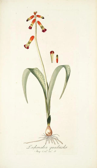 Nikolaus Joseph Freiherr von Jacquin - Lachenalia quadricolor.webp