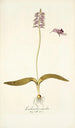 Lachenalia unicolor - Nikolaus Joseph Freiherr von Jacquin — visning af kunstværket