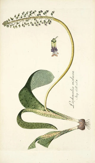 Nikolaus Joseph Freiherr von Jacquin - Lachenalia violacea.webp