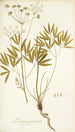 Laserpitium peucedanoides - Nikolaus Joseph Freiherr von Jacquin — visning af kunstværket