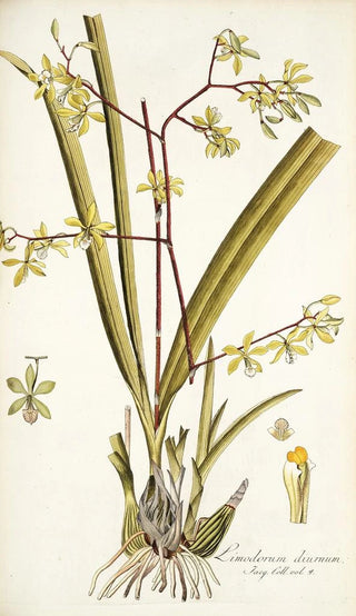 Nikolaus Joseph Freiherr von Jacquin - Limodorum diurnum.webp