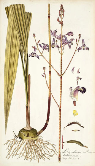 Nikolaus Joseph Freiherr von Jacquin - Limodorum tuberosum.webp