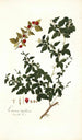 Limonia trifoliata - Nikolaus Joseph Freiherr von Jacquin — visning af kunstværket