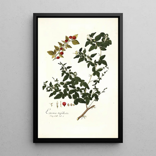 Nikolaus Joseph Freiherr von Jacquin - Limonia trifoliata.webp