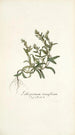 Lithospermum tenuiflorum - Nikolaus Joseph Freiherr von Jacquin — visning af kunstværket