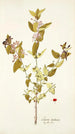 Lonicera tartarica - Nikolaus Joseph Freiherr von Jacquin — visning af kunstværket
