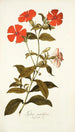 Lychnis grandiflora - Nikolaus Joseph Freiherr von Jacquin — visning af kunstværket