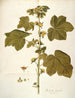 Malachea alceaefolia - Nikolaus Joseph Freiherr von Jacquin — visning af kunstværket