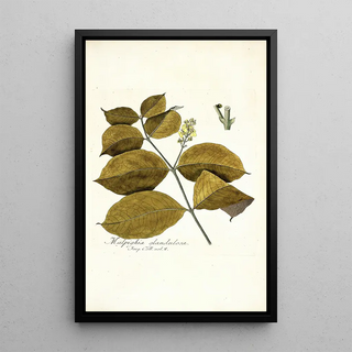 Nikolaus Joseph Freiherr von Jacquin - Malpighia glandulosa.webp