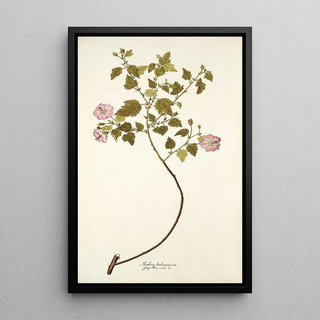 Nikolaus Joseph Freiherr von Jacquin - Malva balsamica.webp