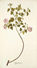 Malva balsamica - Nikolaus Joseph Freiherr von Jacquin — visning af kunstværket