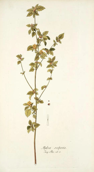 Nikolaus Joseph Freiherr von Jacquin - Malva scoparla.webp