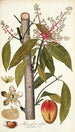 Mangifera indica - Nikolaus Joseph Freiherr von Jacquin — visning af kunstværket