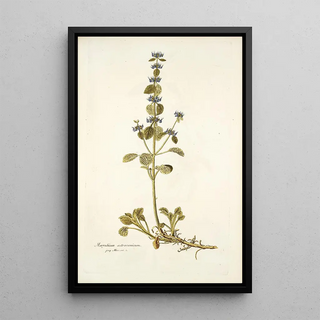 Nikolaus Joseph Freiherr von Jacquin - Marrubium astracanicum.webp