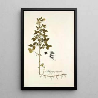 Nikolaus Joseph Freiherr von Jacquin - Medicago carstiensis.webp