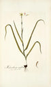 Melanthium uniflorum - Nikolaus Joseph Freiherr von Jacquin — visning af kunstværket