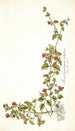 Mesembryanthemum cordifolium - Nikolaus Joseph Freiherr von Jacquin — visning af kunstværket