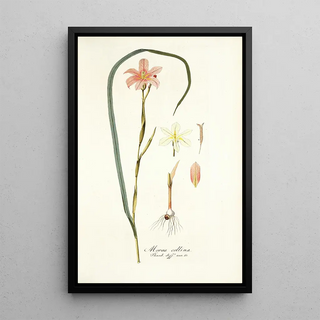 Nikolaus Joseph Freiherr von Jacquin - Moraea collina.webp