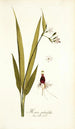 Moraea palmifolia - Nikolaus Joseph Freiherr von Jacquin — visning af kunstværket
