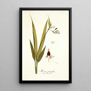 Nikolaus Joseph Freiherr von Jacquin - Moraea palmifolia.webp